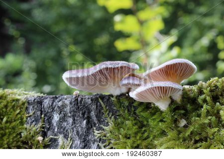 Panus neostrigosus Drechsler-Santos & Wartchow 2012 mushroom shot in the Czech Republic, Europe
