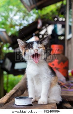 a small domesticated carnivorous mammal with soft fur, a short snout, and retractile claws. It is widely kept as a pet or for catching mice, and many breeds have been developed.