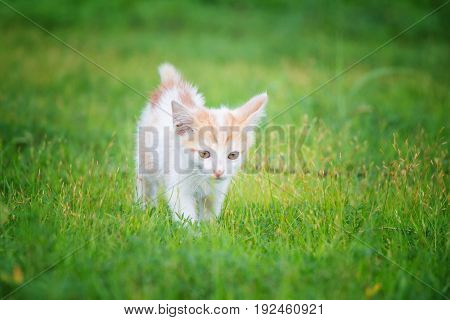 a small domesticated carnivorous mammal with soft fur, a short snout, and retractile claws. It is widely kept as a pet or for catching mice, and many breeds have been developed.