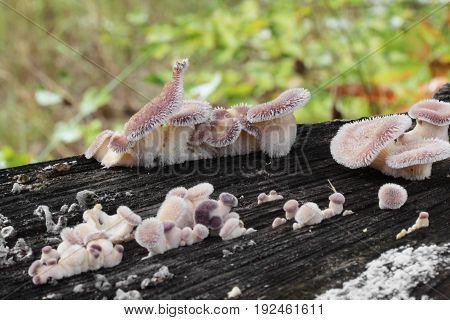 Panus neostrigosus Drechsler-Santos & Wartchow 2012 mushroom shot in the Czech Republic, Europe