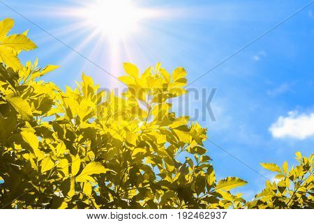 silhouette of leaves with flare sunlight in summer