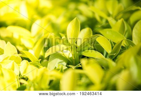 Yellow of leaf background,green texture of leaves