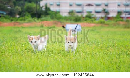 a small domesticated carnivorous mammal with soft fur, a short snout, and retractile claws. It is widely kept as a pet or for catching mice, and many breeds have been developed.