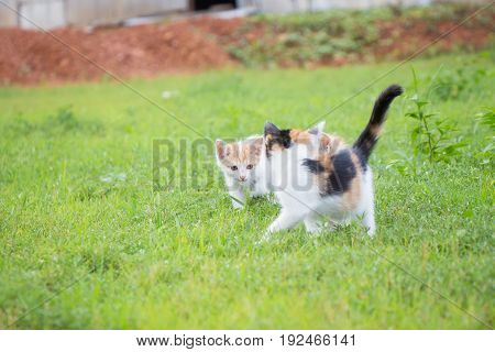 a small domesticated carnivorous mammal with soft fur, a short snout, and retractile claws. It is widely kept as a pet or for catching mice, and many breeds have been developed.