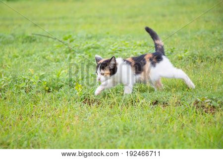 a small domesticated carnivorous mammal with soft fur, a short snout, and retractile claws. It is widely kept as a pet or for catching mice, and many breeds have been developed.