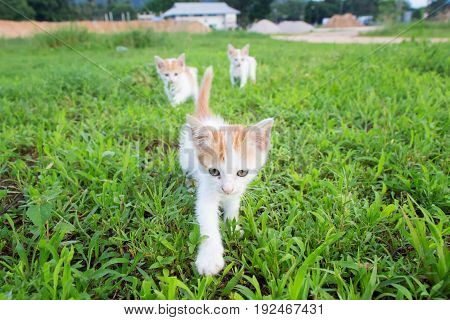 a small domesticated carnivorous mammal with soft fur, a short snout, and retractile claws. It is widely kept as a pet or for catching mice, and many breeds have been developed.