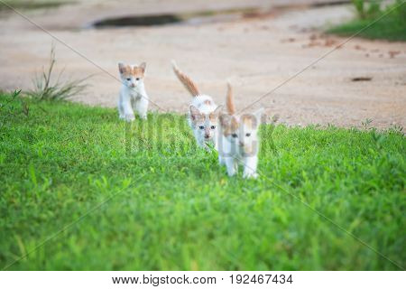 a small domesticated carnivorous mammal with soft fur, a short snout, and retractile claws. It is widely kept as a pet or for catching mice, and many breeds have been developed.
