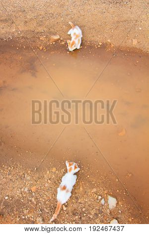 a small domesticated carnivorous mammal with soft fur, a short snout, and retractile claws. It is widely kept as a pet or for catching mice, and many breeds have been developed.