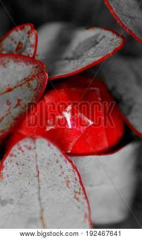 Close up of protea blossom bud protected by leafs