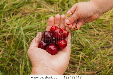 the child's hand takes hold of mom cherry