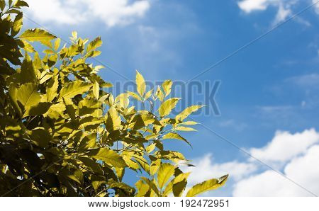Leaves foreground of blue sky with clouds