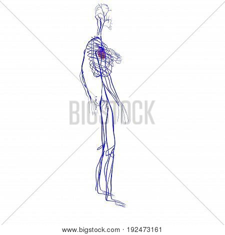 3d illustration of human body nerves anatomy .