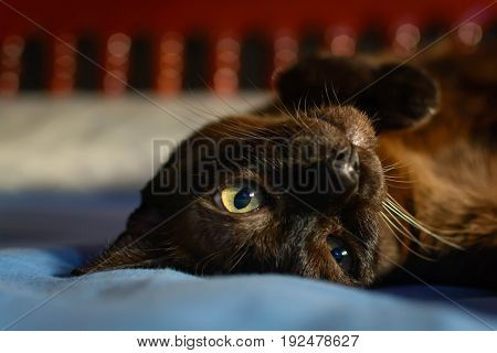Close Up Animal Brown Cat Sleeping In Bed And Light Bokeh Background