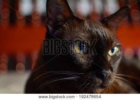 Close Up Animal Brown Cat Sleeping In Bed And Light Bokeh Background
