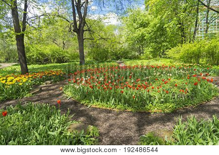 A flower bed with multi-colored tulips. Aptekarsky Ogorod (a branch of the Botanical Garden of Moscow State University) Moscow Russia