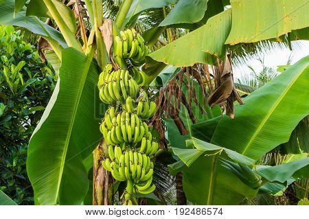 Banana tree with bunch of growing green bananas plantation rain-forest background