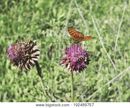 Photo of flowers with colorful butterfly in the desert. Around the greens and the summer sun, the orange color of the wings butterflies and wild flowers