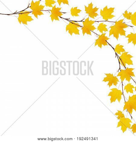 Autumn maple branches with yellow leaves isolated on whitel background. Flat lay. Top view.