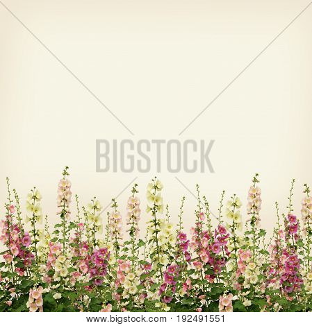 Fresh pink and white mallow flowers border on beige background