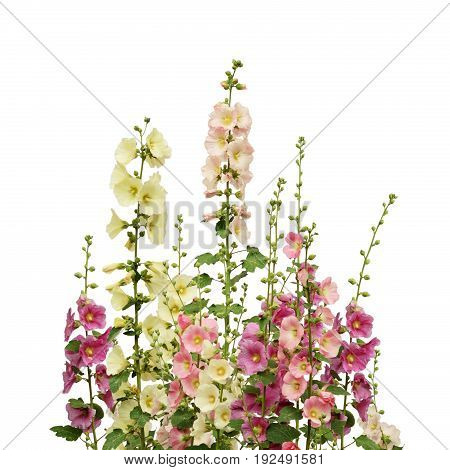 Pink and white mallow flowers isolated on white