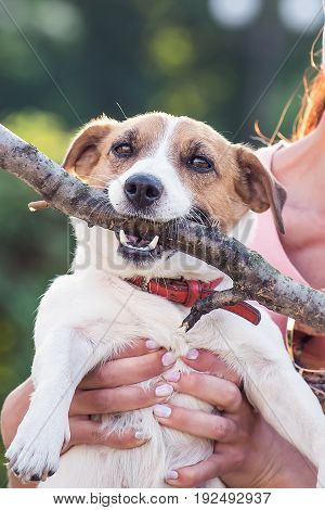 Jack Russell Terrier dog holding a wooden stick in the owner hands