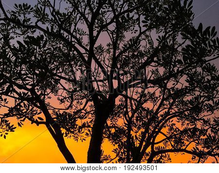 Sunset and silhouette trees with colorful light