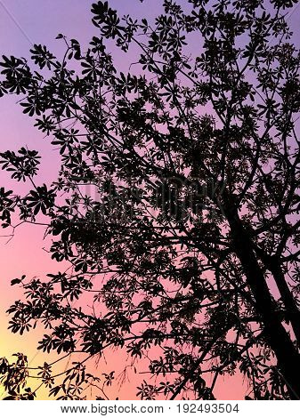 Purple color sky and Silhouette of trees
