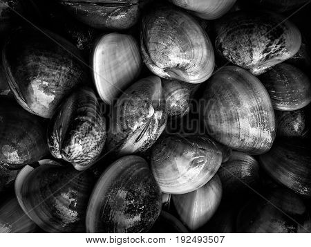 Fresh clams background,Fresh clams black and white