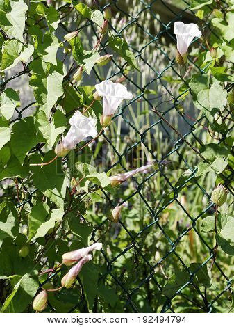 detail of Calystegia in a meadow , italy
