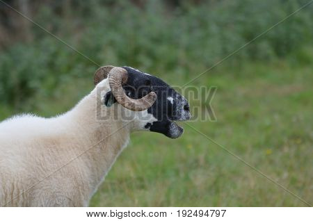 Cativating Horned sheep on a farm in ireland