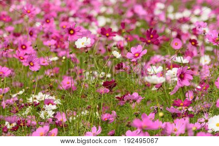 beautiful cosmos flora flower garden natural nature outdoor pink summer