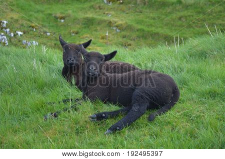 Adorable Black Sheep restng in a grass field