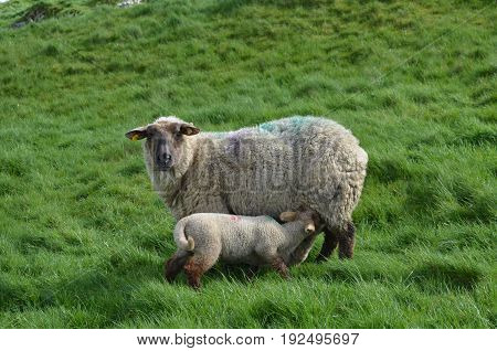A sheep feeding her baby in ireland