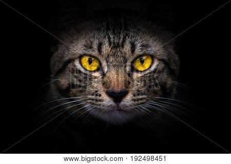 Close-up orange eyes of cat in the dark