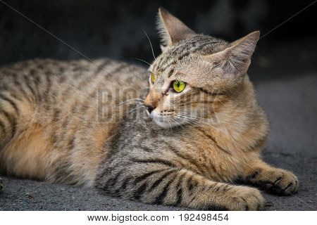 a moment of cat, cat in tiger pattern