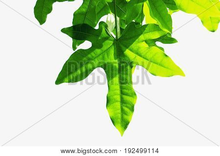 The Green leaves isolated on white background