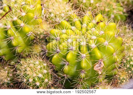 Closeup green Cactus flower on top view
