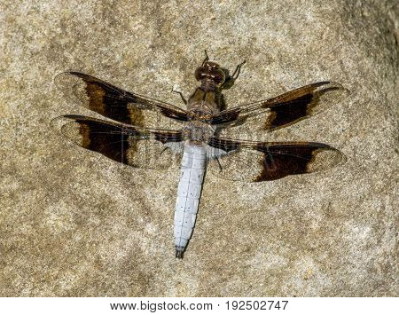 A beautiful and eye catching Common Whitetail dragonfly rests on a boulder in a northwoods forest near a wilderness river.