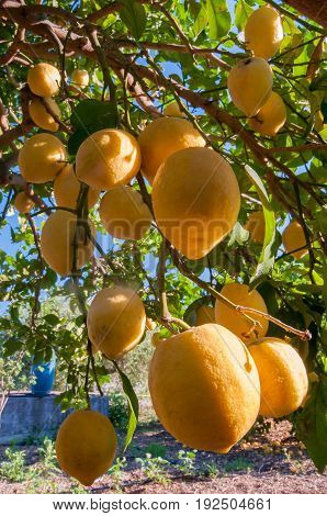 Lemons On Tree