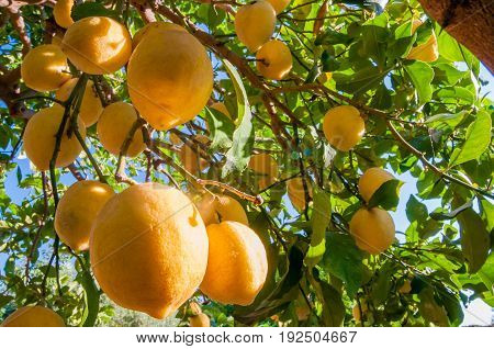 Lemons On Tree