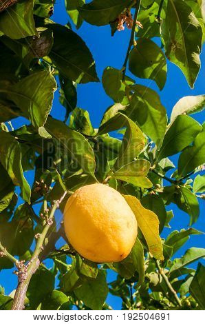 Lemons On Tree