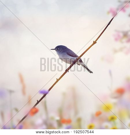 Blue-gray Gnatcatcher perched on a branch at sunset
