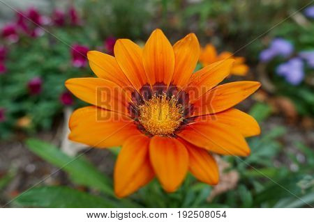 Garzania Flower In Bloom In The Garden In Spring
