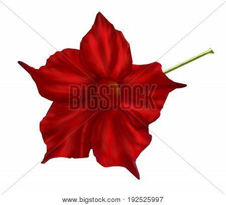 Illustration of bright red mandevilla flower isolated on white background in the style of oil painting