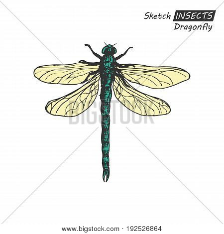 Hand drawn ink sketch of dragonfly isolated on white background. Vector illustration. Drawing in vintage style.