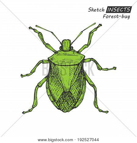 Hand drawn ink sketch of forest-bug isolated on white background. Vector illustration. Drawing in vintage style.