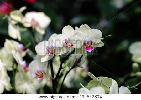 Beautiful and colorful orchid flowers in the garden