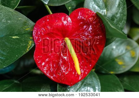 Red anthurium with water drops after watering