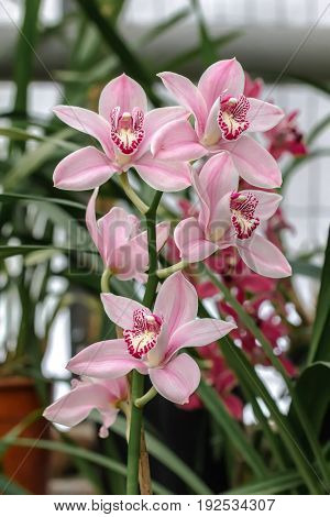 Beautiful and colorful orchid flowers in the garden