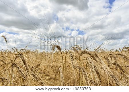Close up of golden wheat against a cloudy summer sky